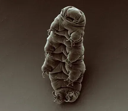 Tardigrades