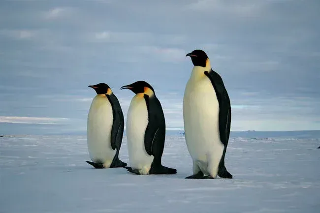 Pinguin Emperor