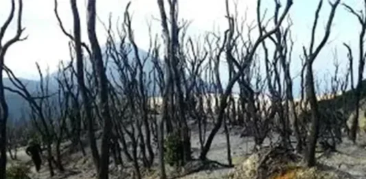 Hutan Mati Gunung Papandayan, Wisata di Garut Hutan Mati Gunung Papandayan Wisata di Garut