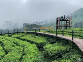 Gunung Gambiran: Keindahan Alam di Jawa Timur Gunung Gambiran