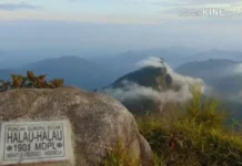 Gunung Halau-halau: Petualangan di Jantung Kalimantan Gunung Halau-halau