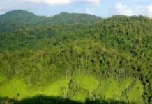 Gunung Lumut: Keindahan Alam dan Petualangan Gunung Lumut