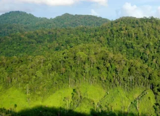 Gunung Lumut: Keindahan Alam dan Petualangan Gunung Lumut